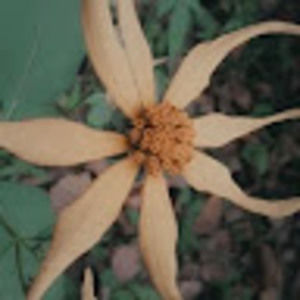 Meet your Posher, Hyperionhonor13